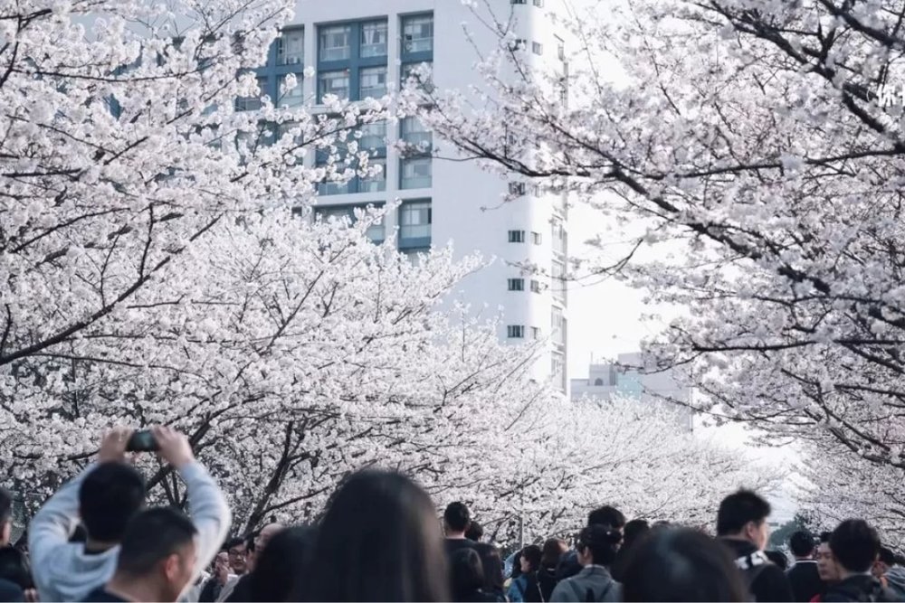 Đại Học Tongji - Khuôn Viên Đại Học Với Hàng Sakura Thanh Xuân