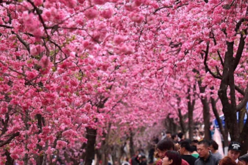 Lối Tản Bộ Tian’an 1000 Trees - Sakura Bên Khu Kiến Trúc Nghệ Thuật Độc Đáo