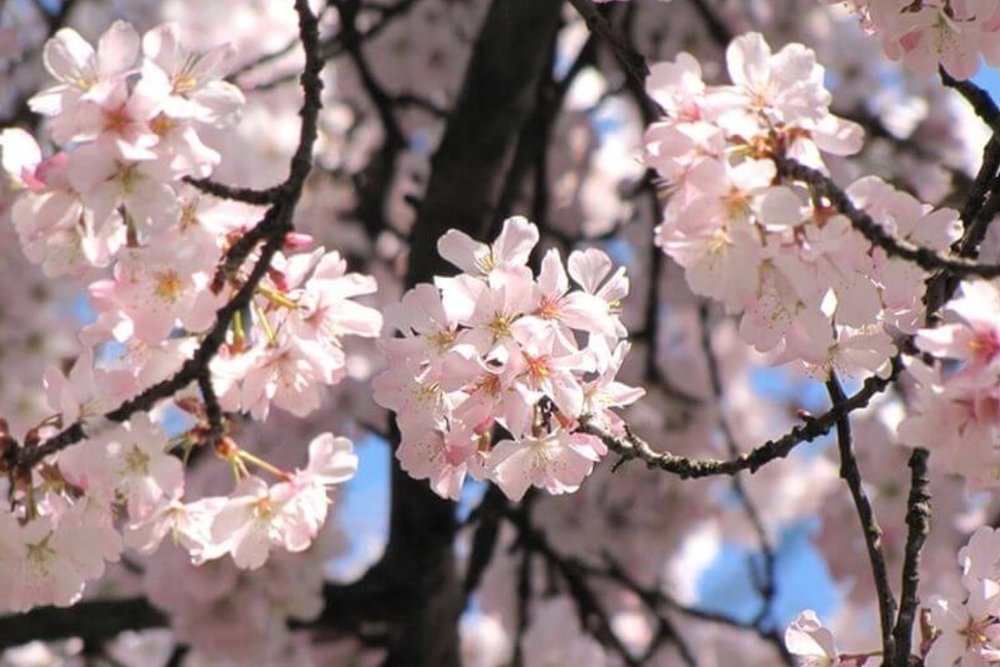  Trạm Xe Buýt Nanpu Bridge - Góc Hoa Anh Đào Bất Ngờ Ngay Gần Cầu Nanpu