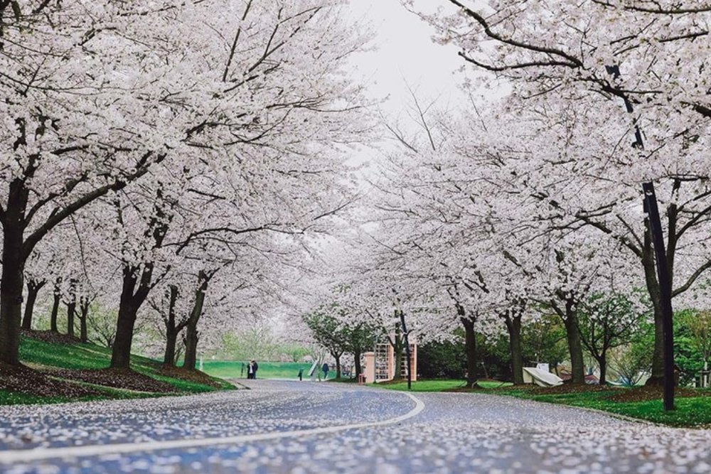 Công Viên Lu Xun - Không Gian Hoa Anh Đào Giàu Dấu Ấn Văn Hoá