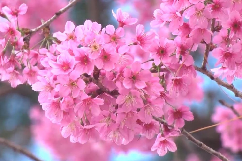  Ga Tàu Điện Dongchang Road - Điểm Ngắm Sakura Giữa Khu Tài Chính Lujiazui