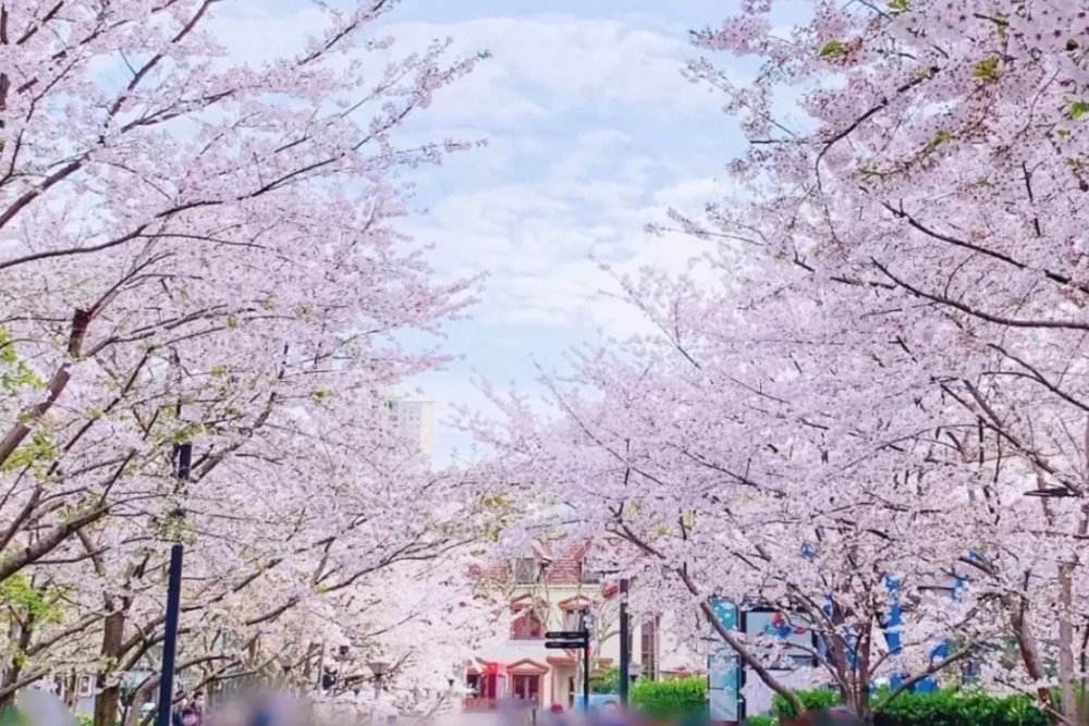Mẹo Ngắm Hoa Anh Đào Thượng Hải Cho Bạn Đi Tự Túc