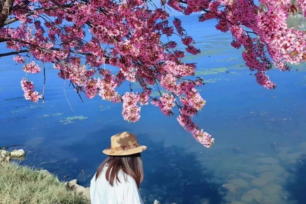 Anh Đào Sớm Vân Nam (Tháng 11 - Tháng 2)