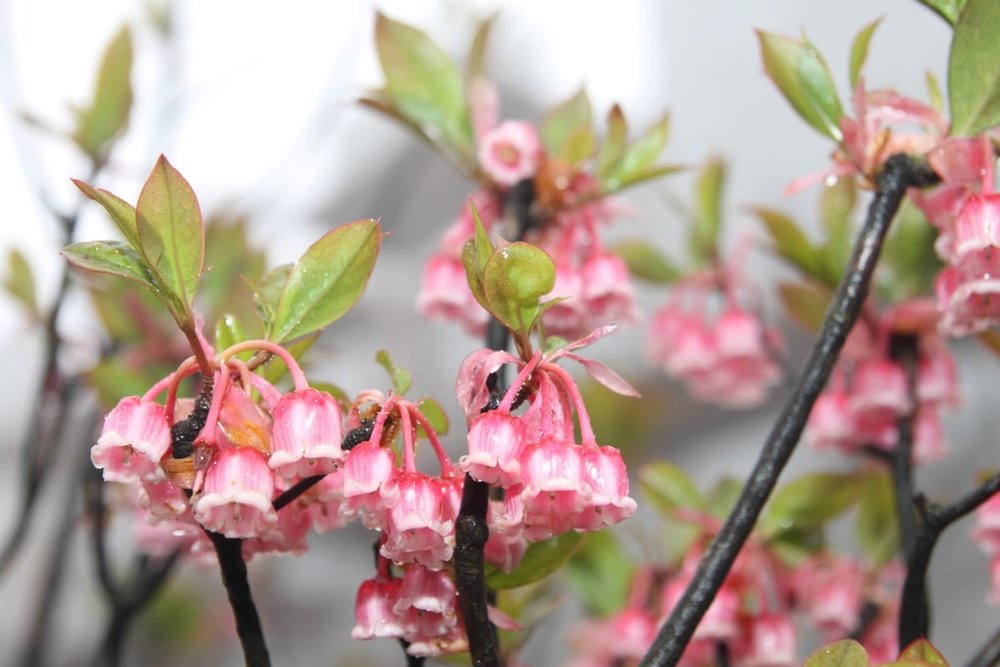 Anh Đào Hoa Chuông Trung Quốc (Tháng 2 - Tháng 3)