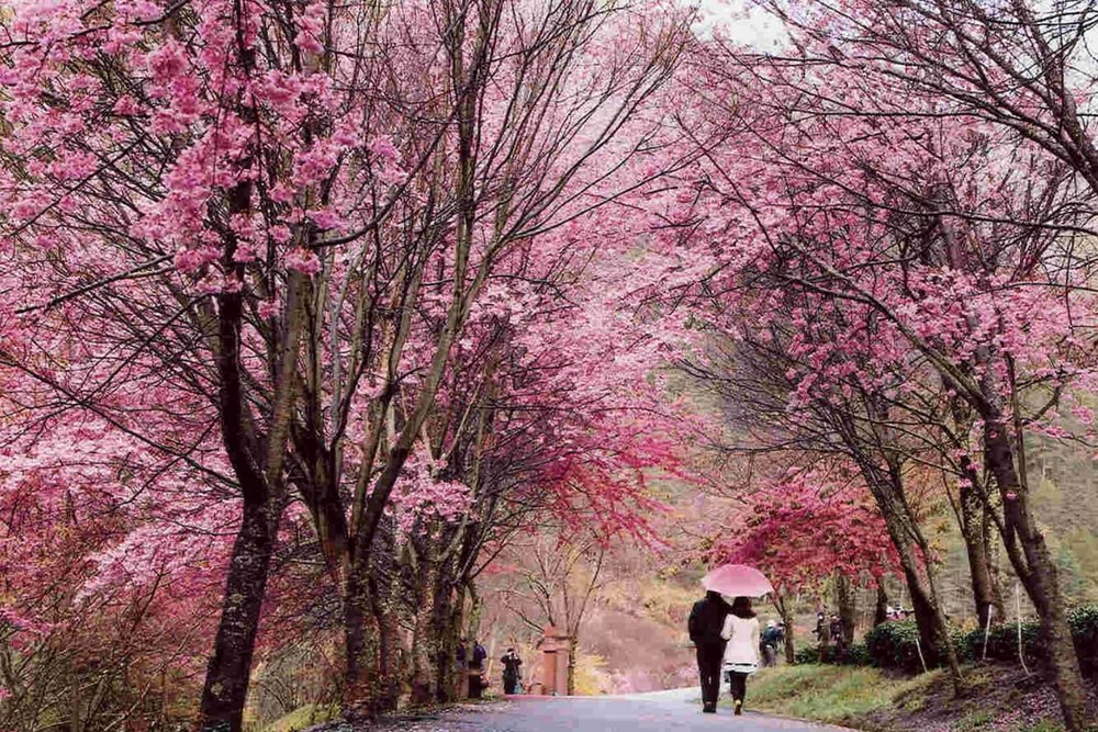  Anh Đào Mùa Đông / Anh Đào Hoa Đỏ Vùng Cao (Tháng 2 - Tháng 3)