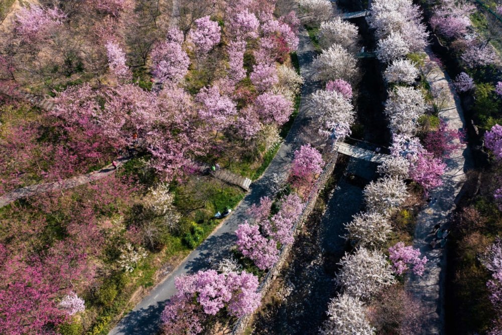 Anh Đào Chiết - Mân (Tháng 3)