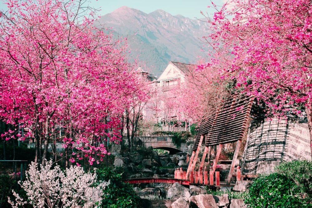 Anh Đào Nhụy Dài (Tháng 3 - Tháng 4)