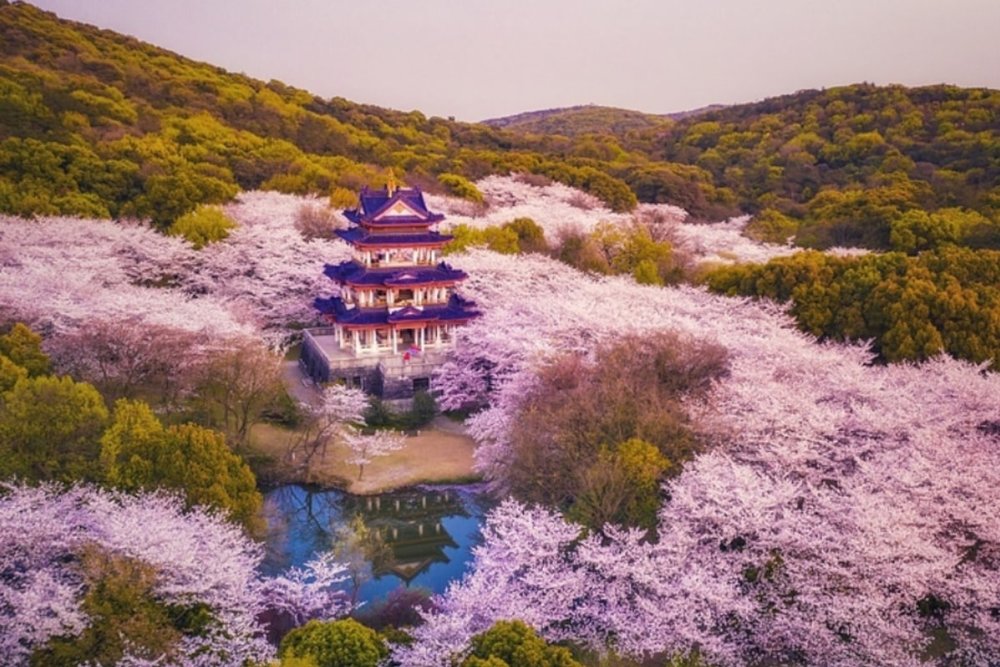 Anh Đào Vách Núi (Tháng 3)