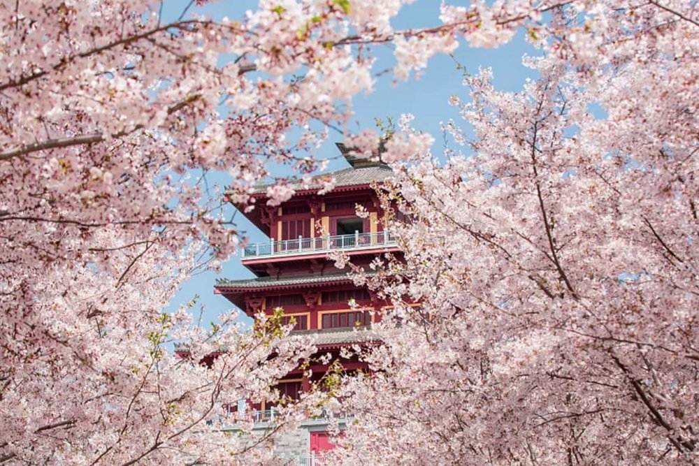 Anh Đào Thái Dương (Giữa - Cuối tháng 3)