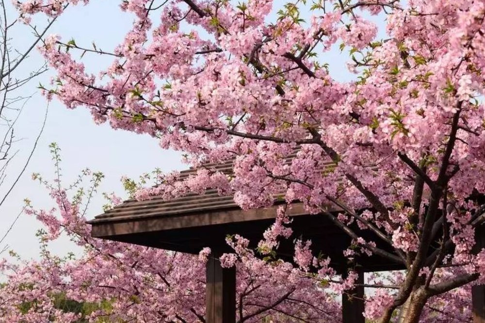 Anh Đào Khang Định (Tháng 4 - Tháng 6)