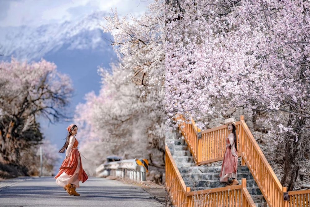 Anh Đào Quan Sơn (Cuối tháng 3 - Đầu tháng 4)