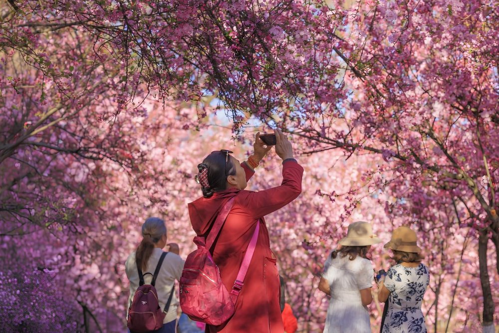 Gợi Ý Hành Trình Săn Hoa Anh Đào Trung Quốc