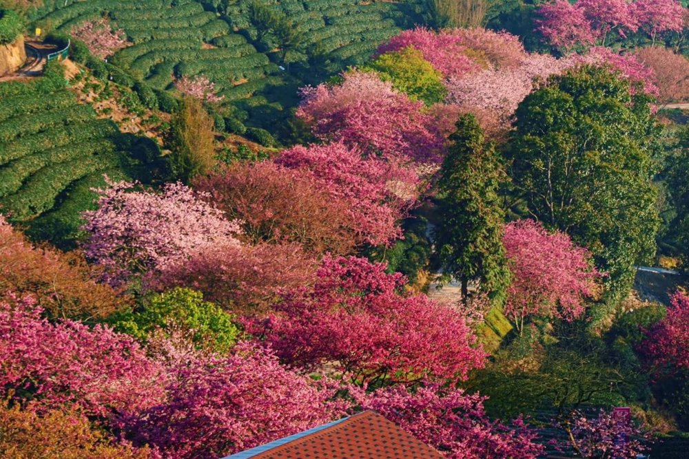 Cuối Tháng Một Đến Đầu Tháng Ba