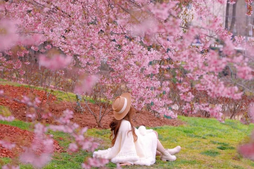 Huaying Road Landscape Park - Đại Lộ Hoa Anh Đào Tuyệt Đẹp