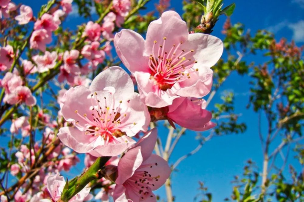 Huaying Road Landscape Park - Đại Lộ Hoa Anh Đào Tuyệt Đẹp