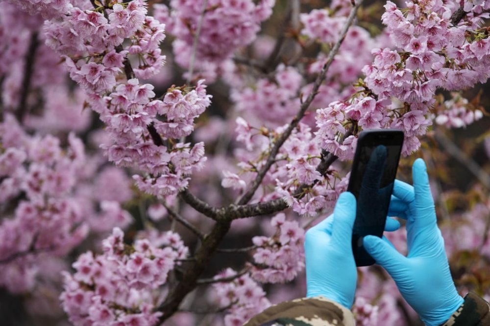 Rừng Hoa Anh Đào San Zhoutian - Điểm Ngắm Hoa Lớn Nhất Thâm Quyến