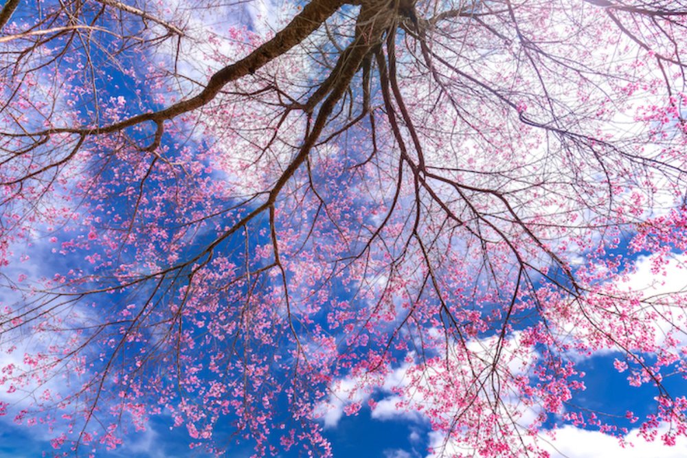 Julongshan Park - Thung Lũng Hoa Anh Đào Rộng Lớn