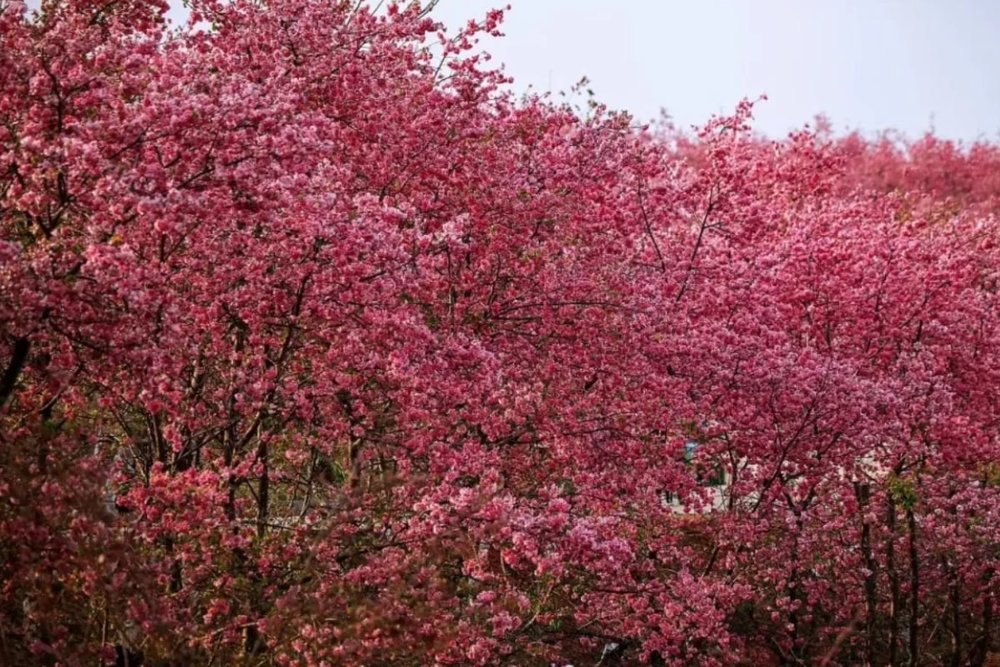 Julongshan Park - Thung Lũng Hoa Anh Đào Rộng Lớn