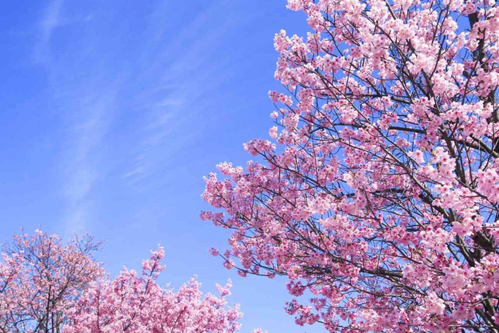 Mission Hills Eco-Sports Commune - “Tiểu Nhật Bản” Với 1.200 Cây Anh Đào