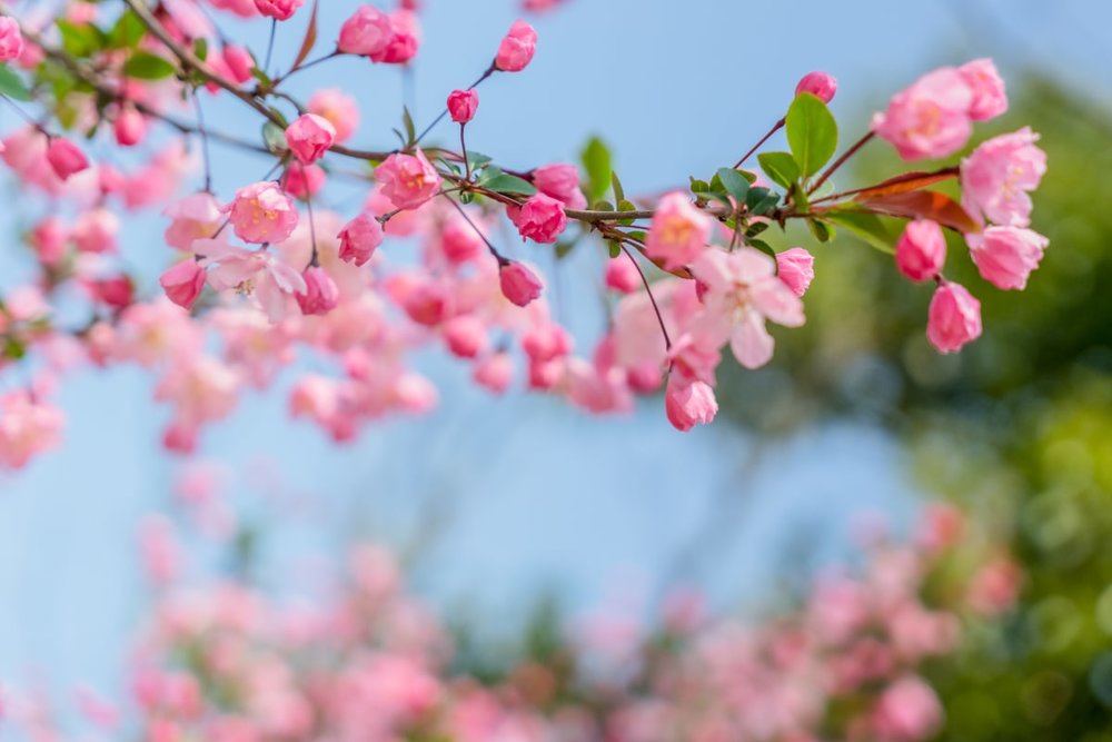 Mission Hills Eco-Sports Commune - “Tiểu Nhật Bản” Với 1.200 Cây Anh Đào