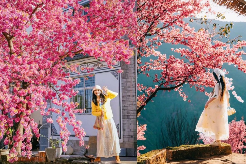 Tips Sống Ảo Và Tham Quan Thâm Quyến Vào Mùa Hoa Anh Đào