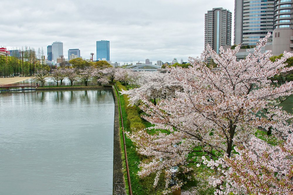Cherry blossoms in bloom at Kema Sakuranomiya Park Image source: flickr｜Tatters