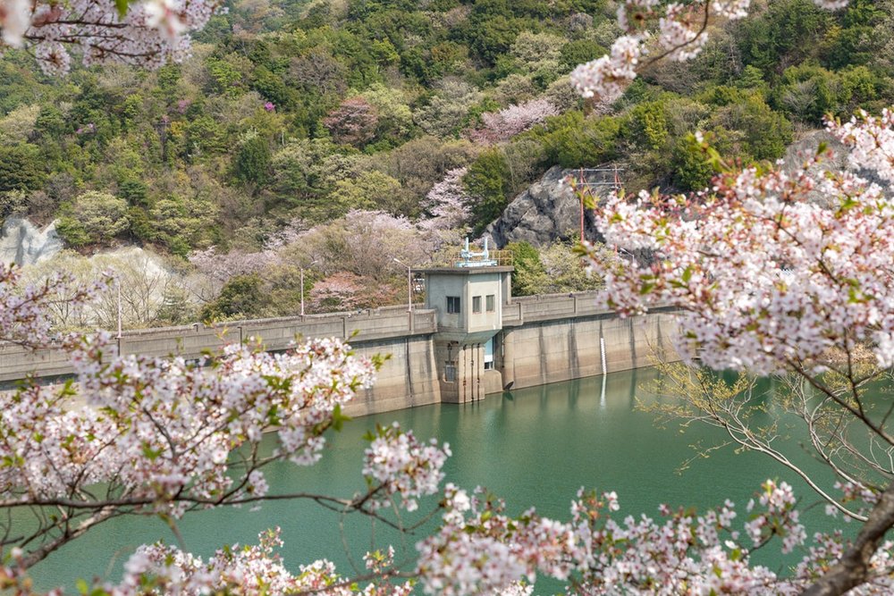 Osaka Eiraku Dam during spring Photo Credit: osaka-info