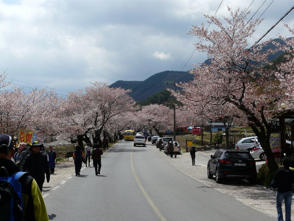 Hwagae cherry blossom road lined with pink flowers in Hadong