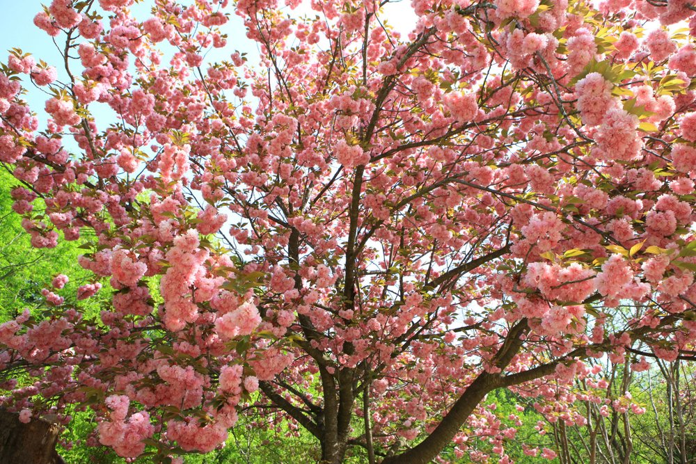 Cherry blossom trees blooming along a walking path in Boramae Park