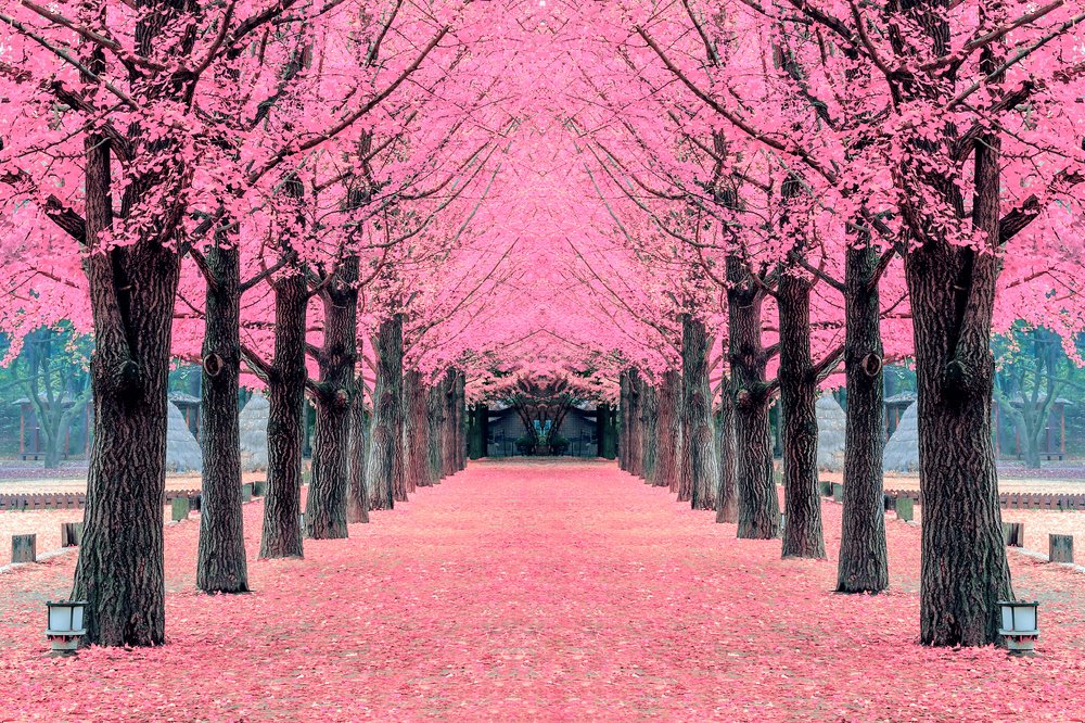 Cherry blossom-lined path on Nami Island in spring