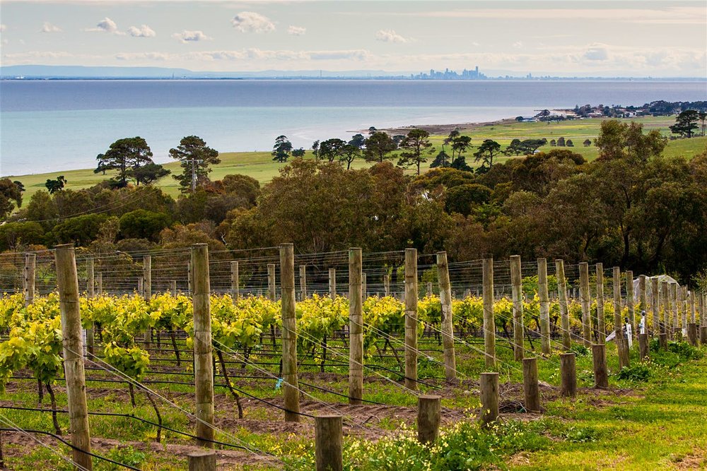 Rows of grapevines overlooking the ocean on the Bellarine Peninsula in Victoria