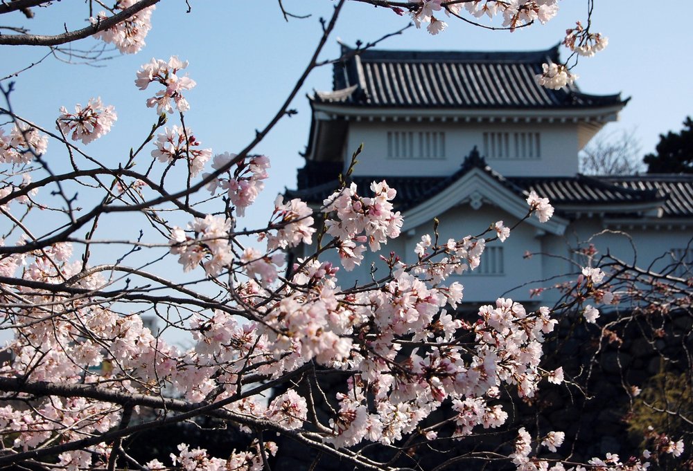 Springtime in Kishiwada Castle Photo Credit: flickr｜jpellgen (@1179_jp)