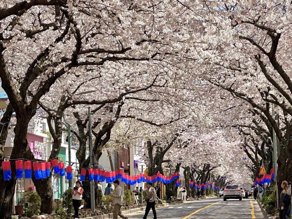 Jeju cherry blossom trees with mountains in the background