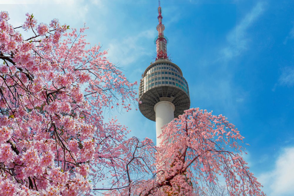 Cherry blossoms with N Seoul Tower rising in the background