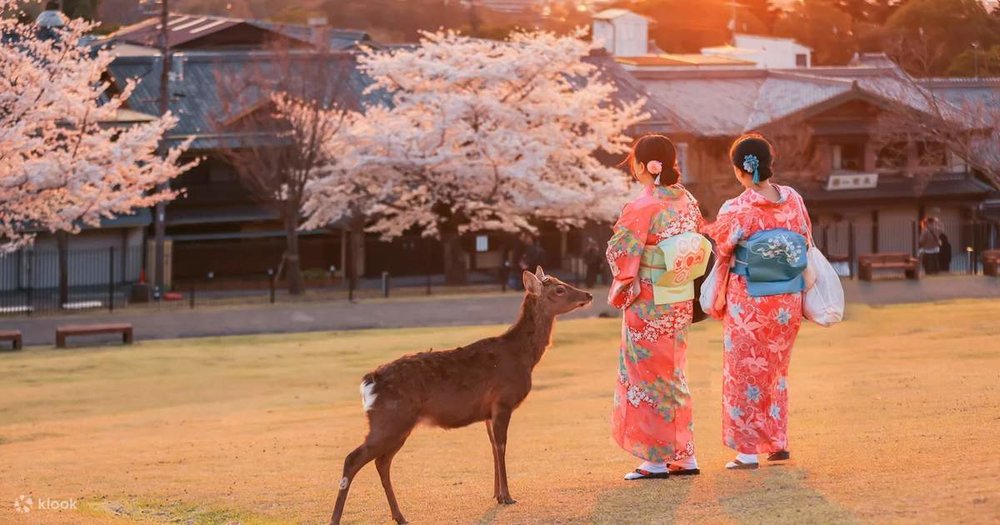 Golden hour in Nara Park 