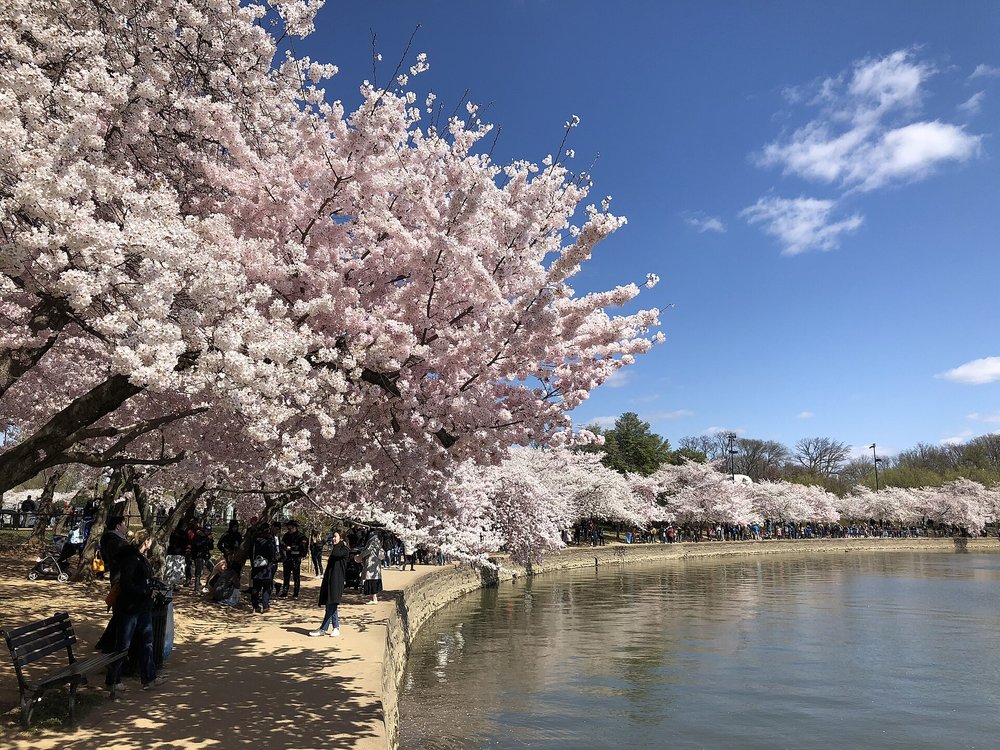 Cherry blossom trees in bloom along the Tidal Basin in Washington, D.C.