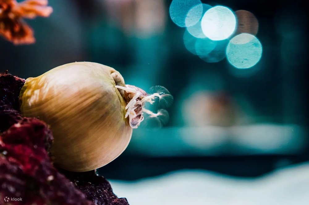  Khu Waters of Taiwan (Biển Đài Loan Thu Nhỏ)