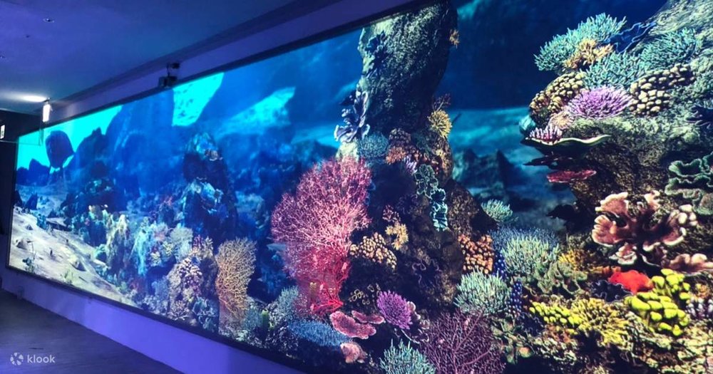 Khu Coral Kingdom Pavilion (Vương Quốc San Hô Nhiệt Đới)