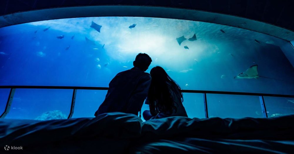 Beluga Whales và Khu Quan Sát Trong Suốt