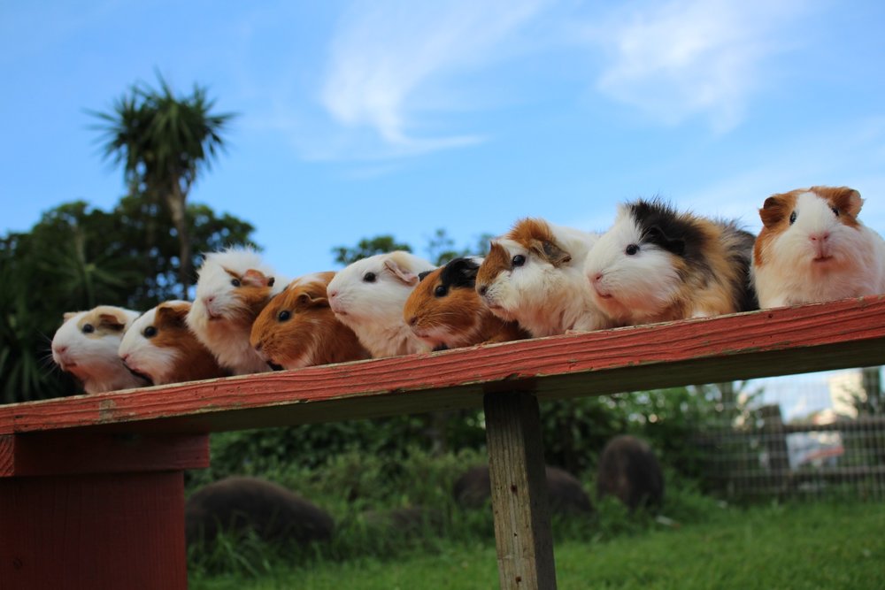 Guinea pigs lined up on a wooden platform at Okinawa Zoo