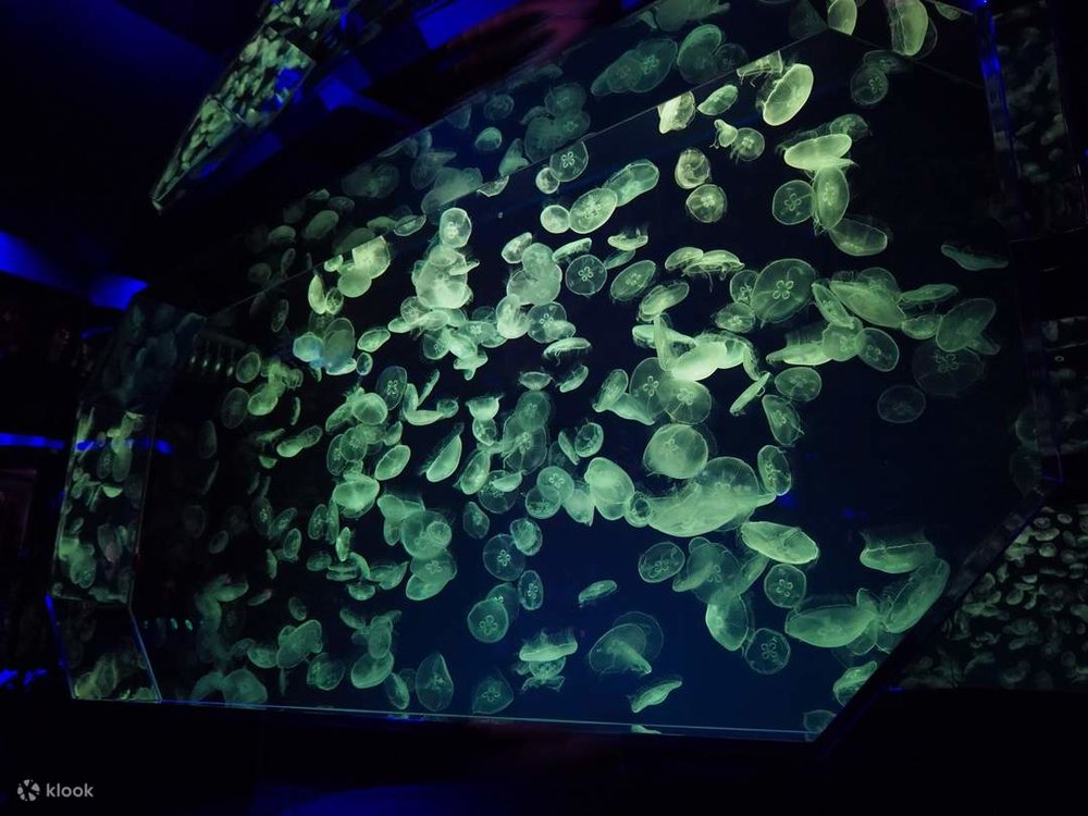 A jellyfish display at the Port of Nagoya Aquarium