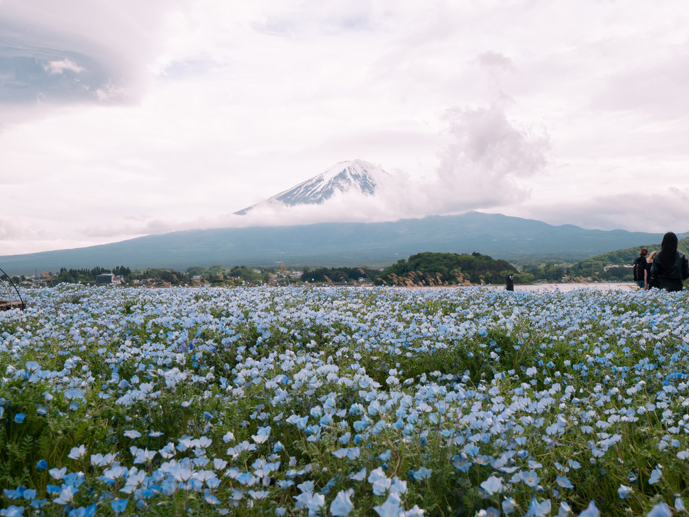 Scenic view of Mount Fuji with a field of blue flowers in Japan