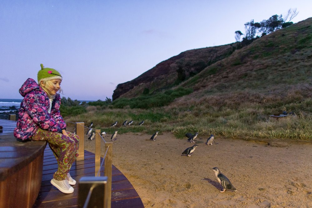 Penguin Parade on Phillip Island