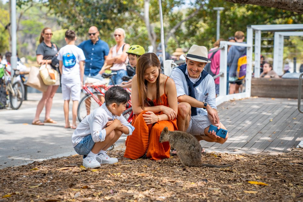 Rottnest Island quokkas