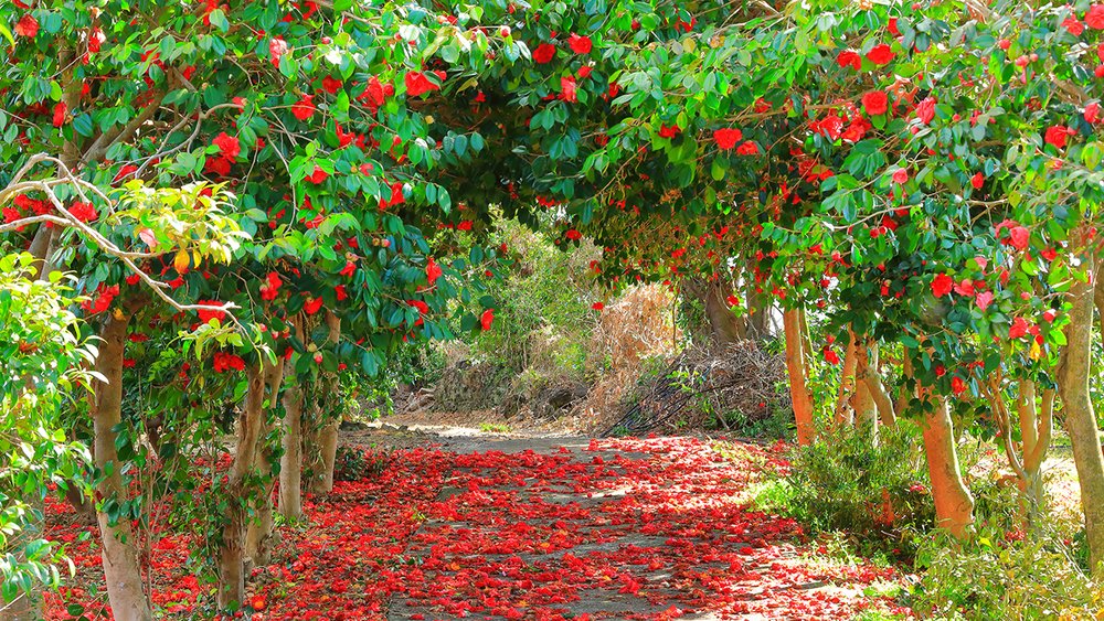 A garden of 500 camellia varieties in Jeju’s most romantic park