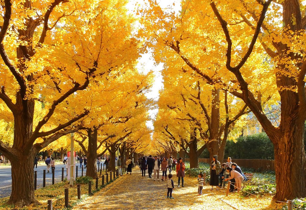 Jingu Gaien’s Gingko Street during autumn