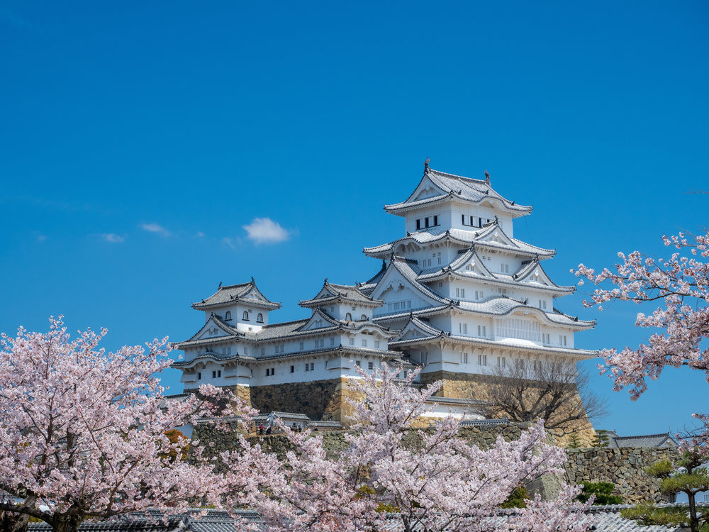 Sakura blooming at Himeji Castle