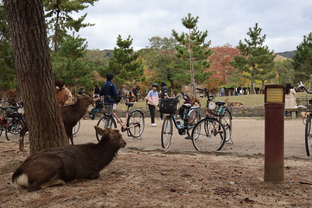 Friendly deer at Nara Park