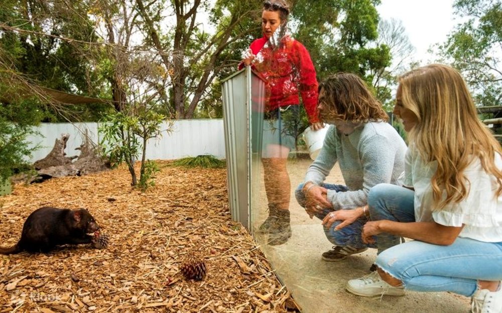 Interact with Australia’s wildlife at Moonlit Sanctuary