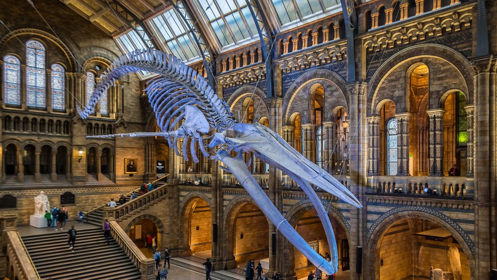 The giant blue whale model at National History Museum in London